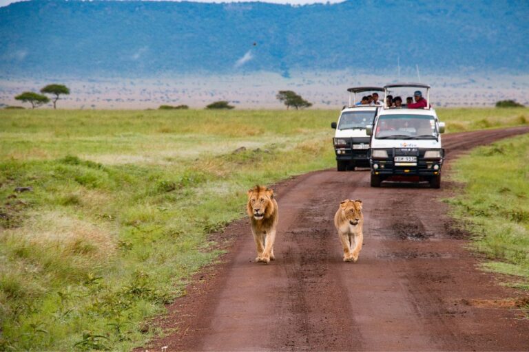 Safari w Tanzanii: Oko w oko z gepardem i słońce nad Kilimandżaro